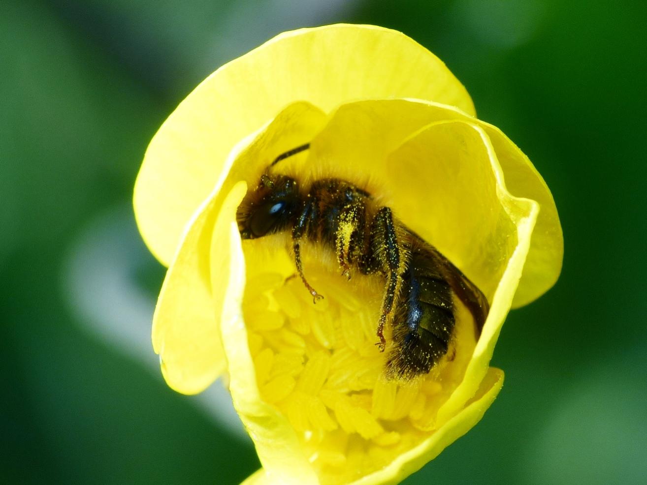 Andrena? Lasioglossum? addormentata dentro un ranuncolo